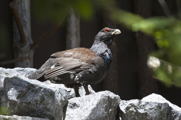 Auerhahn