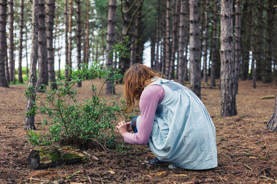 Woman Foraging In Forest