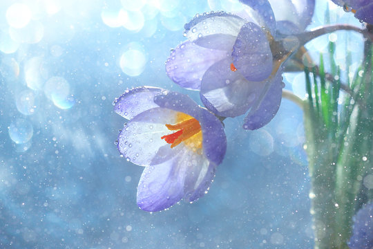 Fototapeta tender spring flowers wild
