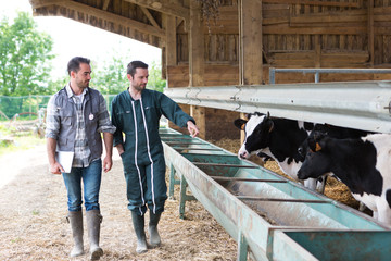 Farmer and veterinary working together in a barn - obrazy, fototapety, plakaty