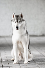 Portrait of Siberian Husky in winter