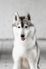 Portrait of Siberian Husky in winter
