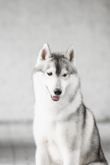 Portrait of Siberian Husky in winter