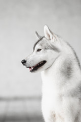 Portrait of Siberian Husky in winter