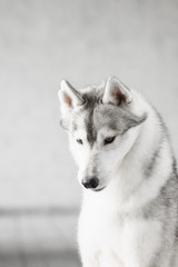 Portrait of Siberian Husky in winter