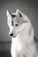 Portrait of Siberian Husky in winter