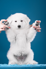 Beautiful puppy of White Swiss Shepherd Dog on blue background