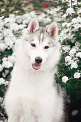 Portrait of Siberian Husky in winter