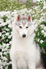 Portrait of Siberian Husky in winter