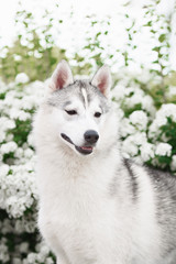 Portrait of Siberian Husky in winter