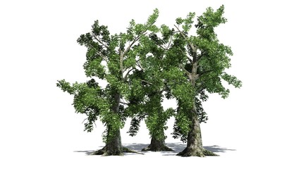 Obraz premium Sassafras tree cluster - separated on white background