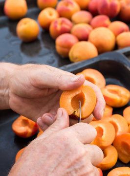 Anonymous man halving fresh homegrown apricots