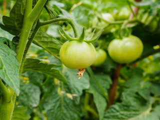 Green tomatoes in the garden. Agriculture concept, shallow depth of field