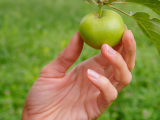 Woman trying to remove small green apple from the tree