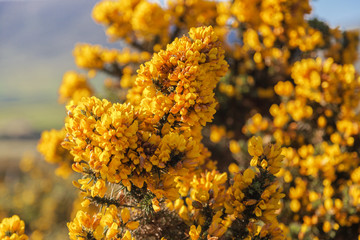 Stechginster, Ulex europaeus