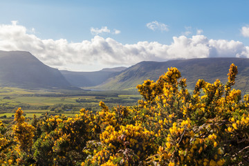 Dingle