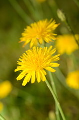 Dandelion flower