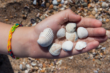kid hold a lot of shells on palm