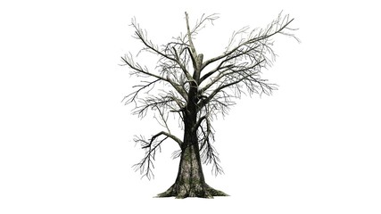 Fototapeta premium Sassafras tree winter - separated on white background