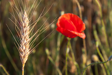 Obraz premium Wheat field poppy flowers