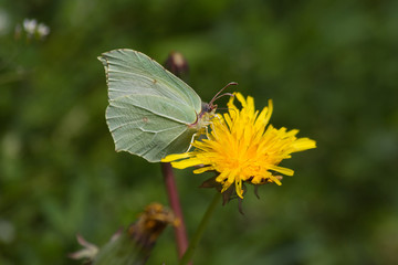 Mariposa limonera ( Gonepteryx rhamni) en flor Diente de León
