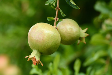 pomegranate