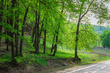 Naklejka premium Trees in a green forest