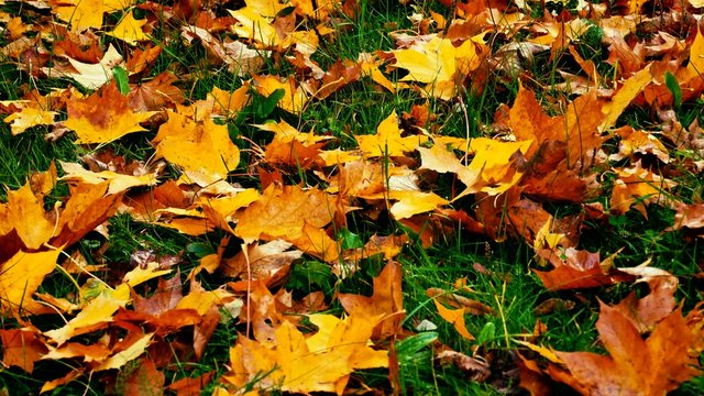 Colourful autumn leaves lying on a grass 