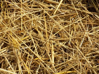 Hay texture