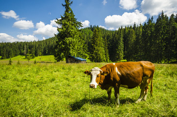 Fototapeta na wymiar Cow on a meadow