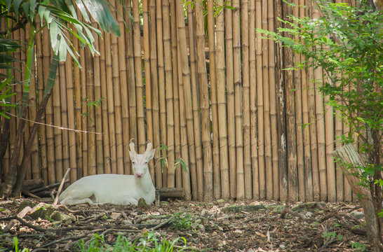 White serow (Capricornis milneedwardsii), Dusit zoo ,Thailand.
