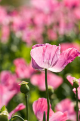 Obraz premium Mohn