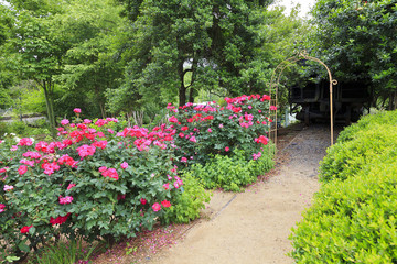 Fototapeta na wymiar Rose Garden path and trellis in Charlotte, North Carolina at McGill
