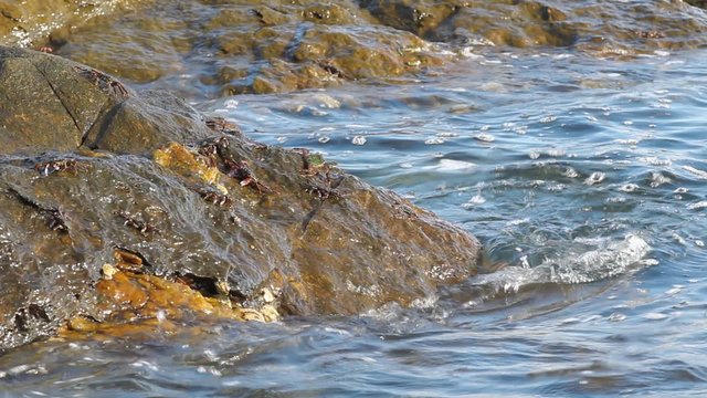 painted stone crabs on rock at the beach, grapsus albiliniatus, samet island, thailand, high definition, Full HD, 1920x1080