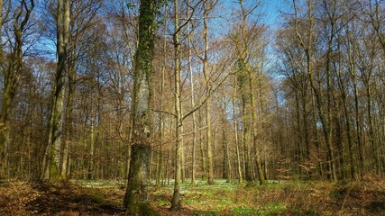 im Wald