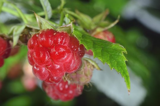 raspberries on branch