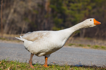 closeup white goose