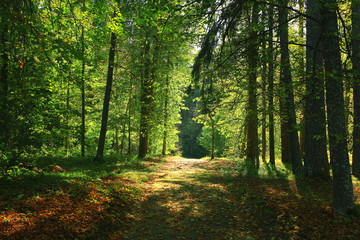 Fototapeta na wymiar Road in the autumn forest