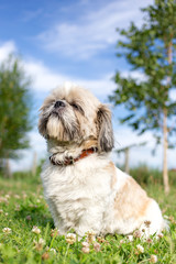 Shih tzu dog sitting on grass