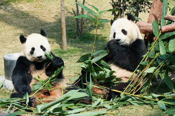 Obraz premium Two pandas eating bamboo