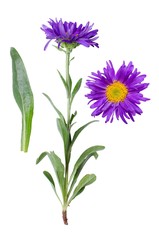 Aster alpinus