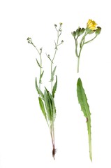 Fototapeta premium Hieracium