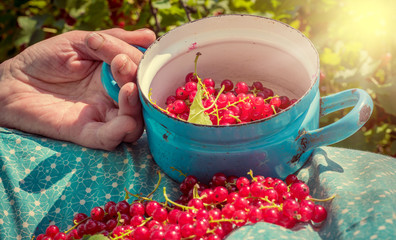 Anonymous senior woman in her garden and homegrown redcurrants