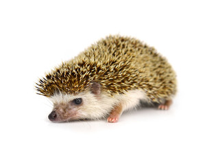 Hedgehog isolate on white background