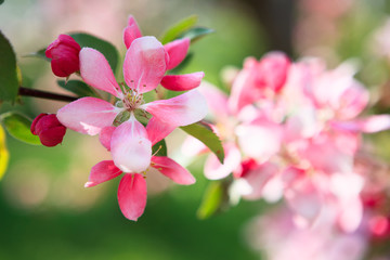 Fototapeta na wymiar Beautiful apple tree flowers