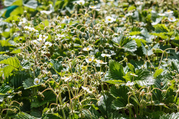 Blooming strawberry bushes in the vegetable garden. Household plot. Dacha.