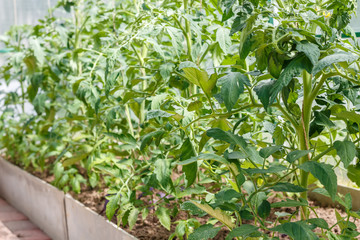Seedlings of tomatoes in the seedbed  inside the greenhouse. Vegetable garden.  Household plot. Dacha.