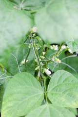 Harvesting phaseolus vulgaris also know as green beans
