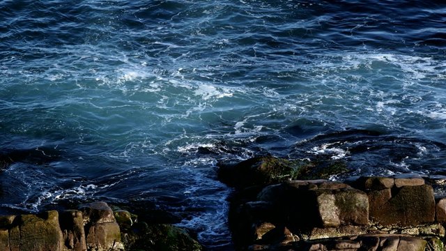 Waves Roll on Cape Spear - Seagull Flyby