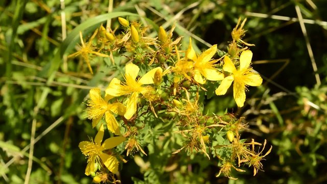 Johanniskraut, Hypericum perforatum, Heilpflanze mit Bl&uuml;te